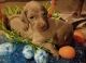 Weimaraner Puppies for sale in Perry, MO 63462, USA. price: NA