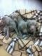 Weimaraner Puppies for sale in El Paso, TX, USA. price: NA