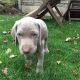 Weimaraner Puppies for sale in Bloomfield Ave, Bloomfield, CT 06002, USA. price: $500