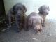 Weimaraner Puppies for sale in Michigan Ave, Inkster, MI 48141, USA. price: $600