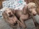 Weimaraner Puppies for sale in Bloomfield Ave, Bloomfield, CT 06002, USA. price: $600
