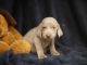 Weimaraner Puppies for sale in 10001 US-4, Whitehall, NY 12887, USA. price: NA