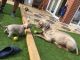 Weimaraner Puppies for sale in Seattle, WA 98109, USA. price: NA