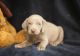 Weimaraner Puppies for sale in Albuquerque, NM 87101, USA. price: NA