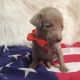 Weimaraner Puppies for sale in San Francisco, CA, USA. price: NA