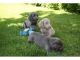 Weimaraner Puppies for sale in Virginia Beach, VA, USA. price: $1,200