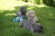 Weimaraner Puppies for sale in Oakland, CA 94624, USA. price: NA