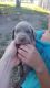 Weimaraner Puppies for sale in Longford, KS 67458, USA. price: NA