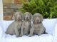 Weimaraner Puppies for sale in Rooseveltown, NY 13683, USA. price: $350