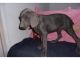 Weimaraner Puppies for sale in Houston, TX, USA. price: NA
