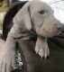 Weimaraner Puppies for sale in Norwood, NC 28128, USA. price: $600