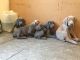 Weimaraner Puppies for sale in Roscommon, MI 48653, USA. price: $1,000