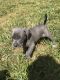 Weimaraner Puppies for sale in Fort Lauderdale, FL 33313, USA. price: NA