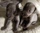 Weimaraner Puppies for sale in Dowagiac, MI 49047, USA. price: $900
