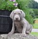 Weimaraner Puppies for sale in Minneapolis, MN, USA. price: NA
