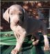 Weimaraner Puppies for sale in Jackson, MS 39206, USA. price: $500