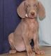 Weimaraner Puppies for sale in Kansas City, KS 66117, USA. price: NA
