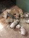 Weimaraner Puppies for sale in Muskegon, MI, USA. price: $700