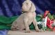 Weimaraner Puppies for sale in Boston, MA 02109, USA. price: NA