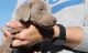 Weimaraner Puppies for sale in Mather St, Oakland, CA 94611, USA. price: NA