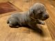 Weimaraner Puppies for sale in Norwood, NC 28128, USA. price: $800