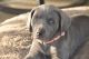 Weimaraner Puppies for sale in Chino Hills, CA, USA. price: NA