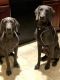 Weimaraner Puppies for sale in Summerville, SC, USA. price: $900