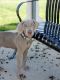 Weimaraner Puppies for sale in Lamar, MO 64759, USA. price: NA