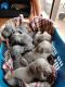 Weimaraner Puppies for sale in White Pine, TN, USA. price: $650
