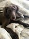 Weimaraner Puppies for sale in Florence, KY 41042, USA. price: $600