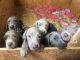 Weimaraner Puppies for sale in Casper, WY, USA. price: NA