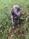 Weimaraner Puppies for sale in Indianapolis, IN, USA. price: $700
