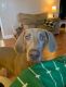 Weimaraner Puppies for sale in Irvington, KY 40146, USA. price: $500