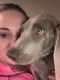 Weimaraner Puppies for sale in 223 W Bernadine Dr, Paoli, IN 47454, USA. price: NA