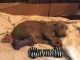 Weimaraner Puppies for sale in Osceola Mills, PA 16666, USA. price: $850