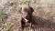 Weimaraner Puppies for sale in Sandpoint, ID 83864, USA. price: NA