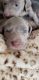 Weimaraner Puppies for sale in Albany, IN 47320, USA. price: $800