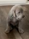 Weimaraner Puppies for sale in Point Roberts, WA 98281, USA. price: $1,200