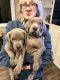 Weimaraner Puppies for sale in Point Roberts, WA 98281, USA. price: $1,200