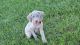 Weimaraner Puppies for sale in Columbus, OH, USA. price: $1,000