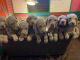 Weimaraner Puppies for sale in Leedey, OK 73654, USA. price: NA