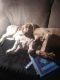 Weimaraner Puppies for sale in Livonia, MO 63551, USA. price: $600