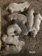 Weimaraner Puppies for sale in Corpus Christi, TX, USA. price: NA