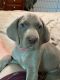 Weimaraner Puppies for sale in Rogers, OH 44455, USA. price: $800
