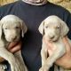 Weimaraner Puppies for sale in Phoenix, AZ, USA. price: NA