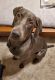 Weimaraner Puppies for sale in Irving, TX, USA. price: NA