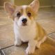Welsh Corgi Puppies for sale in 900 Folsom St, San Francisco, CA 94107, USA. price: NA