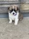 Welsh Corgi Puppies for sale in Fountain, MN 55935, USA. price: NA