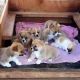 Welsh Corgi Puppies for sale in Texas City, TX, USA. price: NA