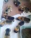 Welsh Corgi Puppies for sale in Jacksonville, FL, USA. price: NA